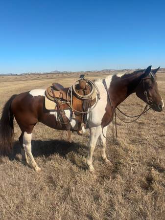 Paint mare 1