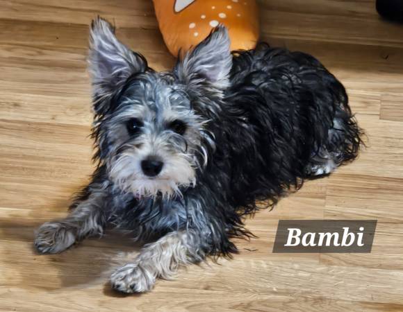 Snorkie puppies (Harker Heights)63839343982979121