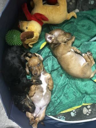 Miniature Dachshunds (Bakersfield)64014696780290124