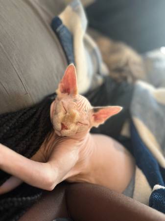 Sphynx cat (Chicago)64174380082177123