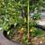 kumquat Tree For Sale - Can Ban Cay Tac Tron Goc To 5 thumbnail