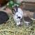 Bunnies 1 thumbnail