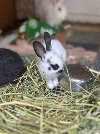 Bunnies 1