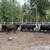 Bred cows 4 thumbnail
