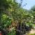 Persimmon trees 1 thumbnail