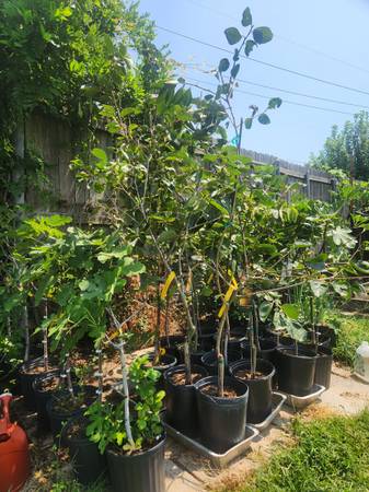 Persimmon trees 1