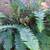 Fern 4 thumbnail