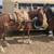 5 year old gelding 9 thumbnail