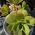 Succulents 3 thumbnail