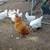 Egg layers chickens and rooster 3 thumbnail