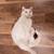 White Cat 3 thumbnail