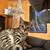 Bengal kittens 2 thumbnail