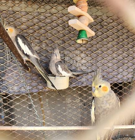 Cacatúas ninfa (Oxnard)63439055033729121