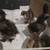 Silkie chicks 5 thumbnail