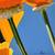 Alex Nizovsky - Californian Poppy #2 - Modern Floral Art USA 18"x24" 7 thumbnail