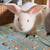 Rabbits 1 thumbnail