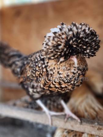 Candy Corn Polish Pullets 1