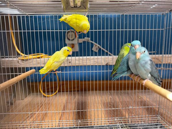 Parrotlets 1