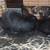 Rabbits Does 5 thumbnail