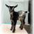 Polled Nigerian Dwarf doeling 1 thumbnail