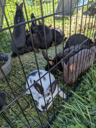 Meat rabbits 1