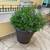 LARGE PLANTS WITH LIGHT WEIGHT MODERN POT...price in pesos each 2 thumbnail