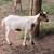 15 goats and sheep 7 thumbnail