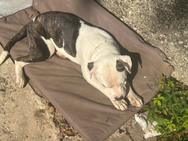 Puppies need to be rehomed (Passaic)64029095925505120