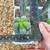 San Pedro/Trichocereus cactus cuttings and seedlings for sale 9 thumbnail