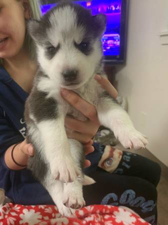 Cachorros de Husky Siberiano (Seattle)63870900832131122