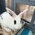 Bunny Rabbits 4 thumbnail