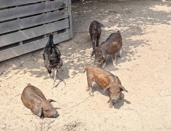 Piglets 1