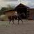Horse / Caballo / 3 thumbnail