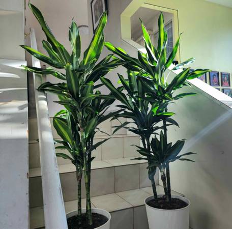 Draceana Cintho Set | 3.5' Real Indoor Plants |  FREE LOCAL DELIVERY! -  farm & garden - by owner - craigslist