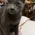 Need to rehome these blue Russian cats 5 thumbnail