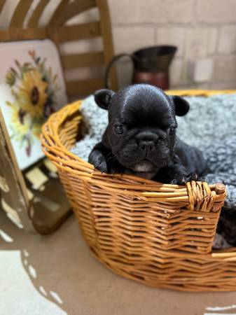 Black and white frenchie pup 1