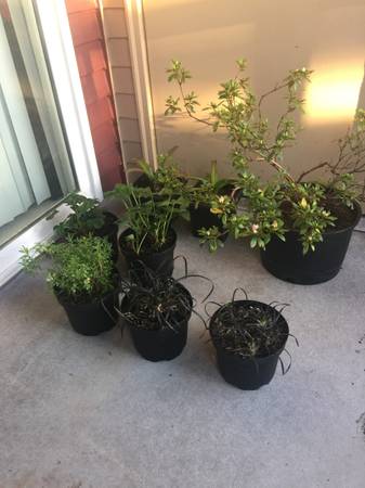 Plant Lot 2 Gallon Black Mondo / Strawberry / Pineapple Lilly ETC - $10063471374106753120