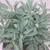 Large Edible Culinary Sage Salvia Officinalis Herb Plant in Planter 6 thumbnail