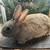 New Zealand/Flemish Giant mix bunny rabbits 3 thumbnail
