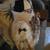 Hand Crafted Indian (Native American) Doll 4 thumbnail