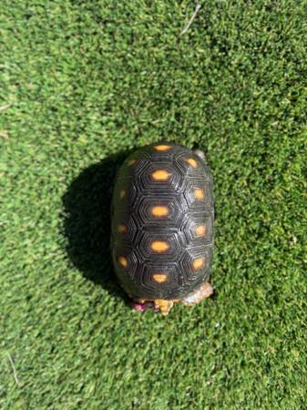 Tortoise Yellow Foot (Encinitas)63955993369731122