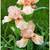 RARE PEACH IRIS flowers  rhizomes 1 thumbnail