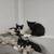 Calico & tabby Kittens spayed, vaccinated, chipped rehoming $50 5 thumbnail