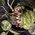 Scindapsus Pictus Argyraeus Plant 2 thumbnail