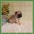 Pug 5 thumbnail