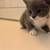 One kitten left 5 thumbnail