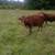 Cattle Herd 9 thumbnail