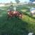 Boer Billy 4 thumbnail