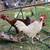 Roosters 2 thumbnail