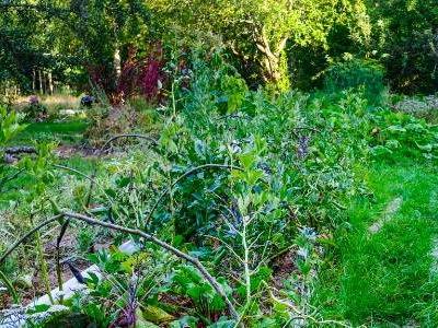 Permaculture gardener/Handyman 1